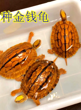 纯正石金钱龟宠物龟小青龟苗黄金龟苗纯正海南三线小乌龟活物