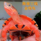 纯正石金钱龟小乌龟活物纯正海南三线小青龟苗宠物龟黄金龟苗