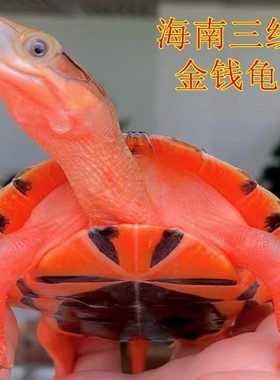 纯正石金钱龟小乌龟活物纯正海南三线小青龟苗宠物龟黄金龟苗