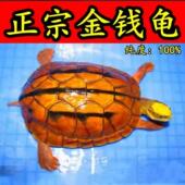 纯种金钱龟三线闭壳龟越南石金钱龟黄喉拟水龟小宠物乌龟活体活物