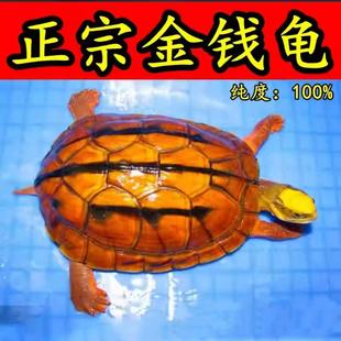 纯种金钱龟三线闭壳龟越南石金钱龟黄喉拟水龟小宠物乌龟活体活物