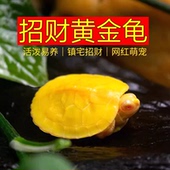 黄金龟金钱稀有吃菜龟深水龟观赏龟活体龟情侣宠物活物小乌龟
