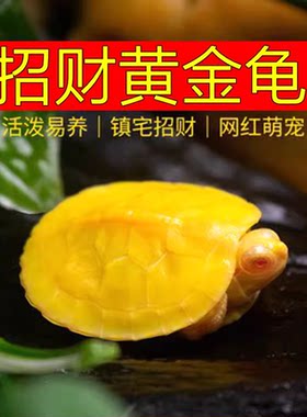 黄金龟金钱稀有吃菜龟深水龟观赏龟活体龟情侣宠物活物小乌龟