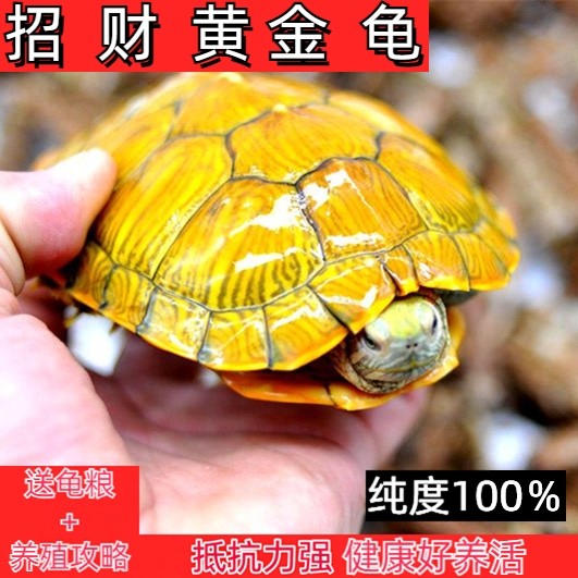 正宗黄金小乌龟巴西龟活物宠物好养情侣龟观赏长寿活体乌龟,宠物/宠物食品及用品,龟/鳖,淘宝优惠券,粉丝福利购,淘宝优惠卷