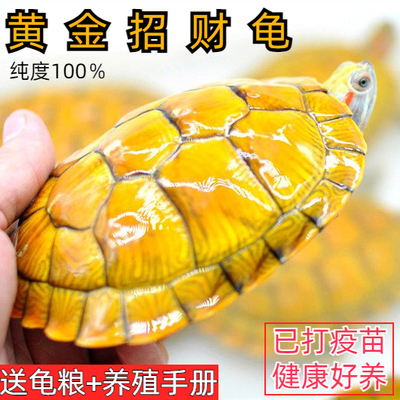黄金龟观赏黄金龟宠物小乌龟正宗长寿金钱龟活体深水吃菜龟巴西