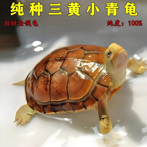黄喉拟水龟三黄小青正宗北石龟石金龟龟苗活体物乌龟观赏龟小宠物