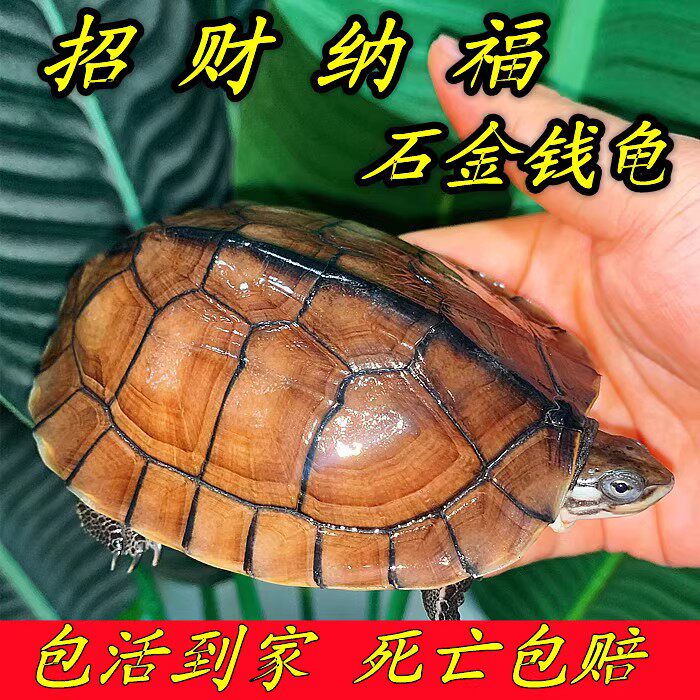纯正石金钱龟宠物龟小乌龟活物黄金龟苗纯正海南三线小青龟苗