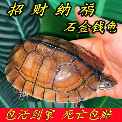 纯正石金钱龟宠物龟小乌龟活物黄金龟苗纯正海南三线小青龟苗