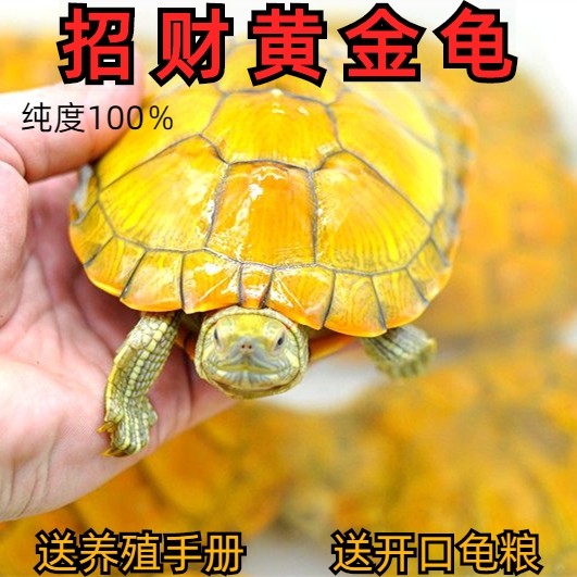 黄金龟巴西金钱龟宠物小乌龟活物深水龟鱼缸混养龟观赏龟好养活
