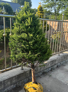东北红豆杉志超苗圃基地买家