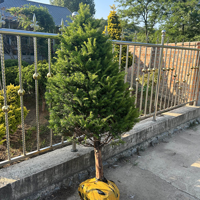 东北红豆杉志超苗圃基地买家