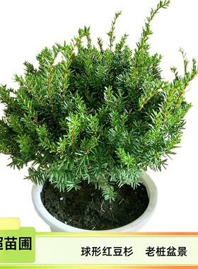 东北红豆杉树苗盆景绿化植物室内
