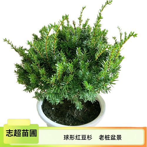 东北红豆杉树苗盆景绿化植物室内