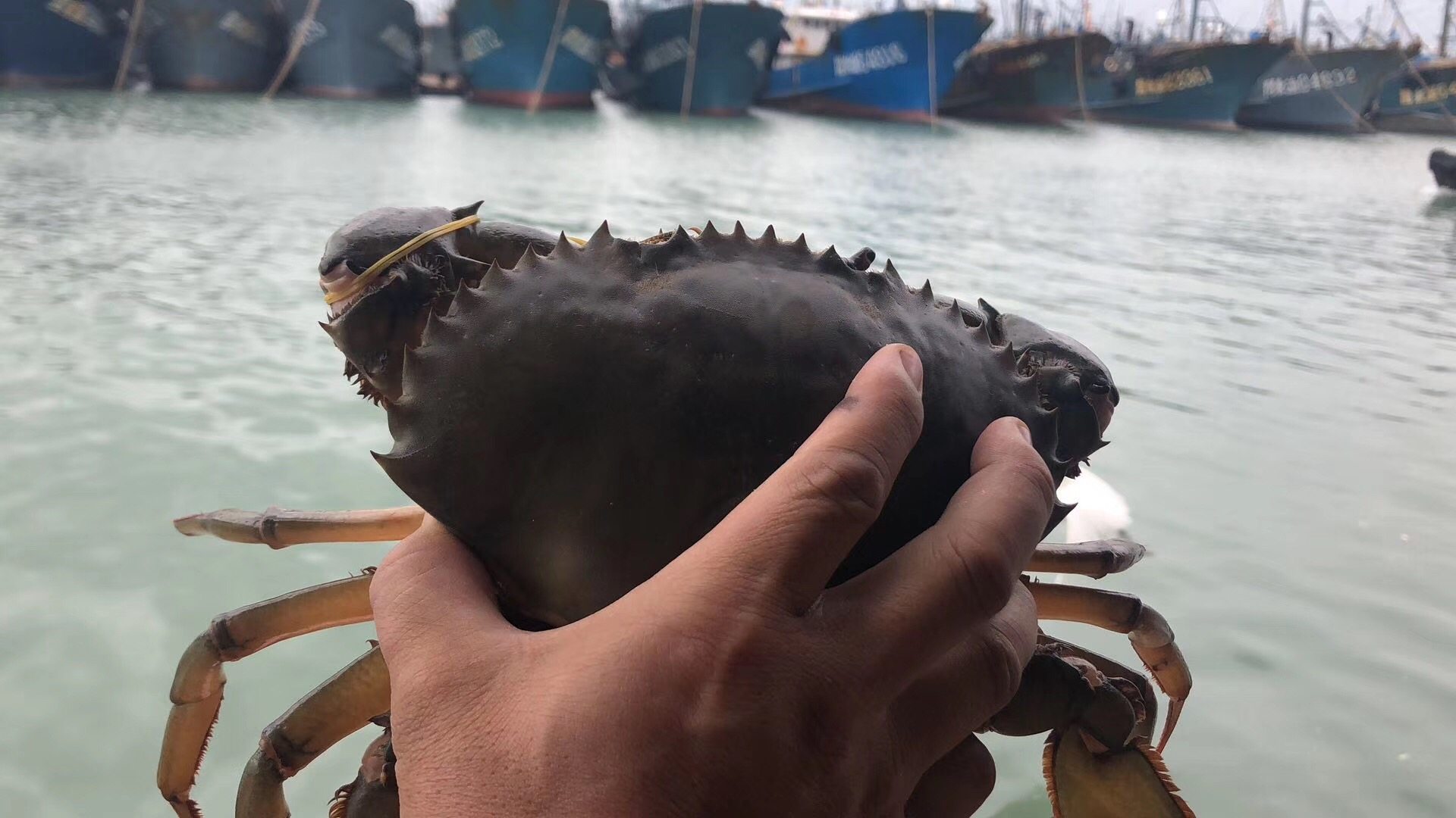 青蟹鲜活特大螃蟹鲜活海蟹猷蠓超大螃蟹膏蟹海鲜红鲟活发送到家