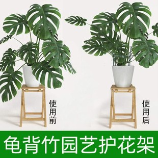 植物防倒伏支架金钱树散尾葵龟背竹三角梅秋海棠鹤望兰春羽支撑杆