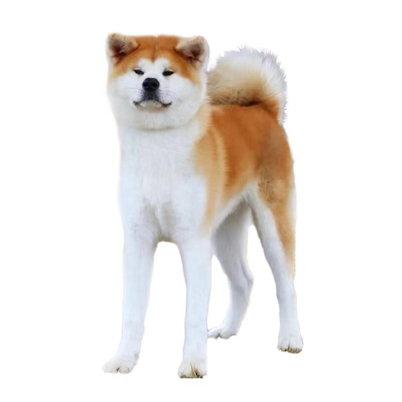 纯种日本秋田犬 幼犬 北京秋保狗狗
