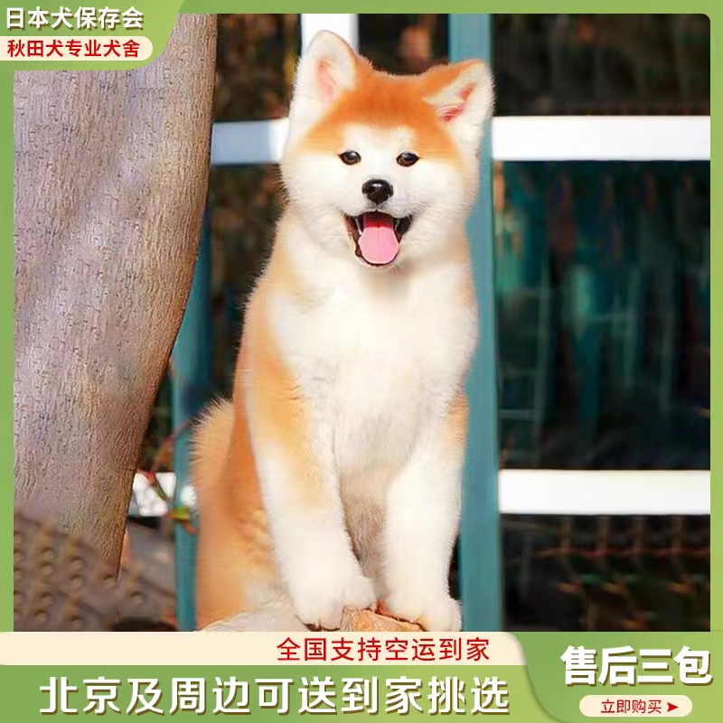 日本秋田犬 幼犬 纯种八公犬 双血统 秋保 大型犬 赛级 北京犬舍