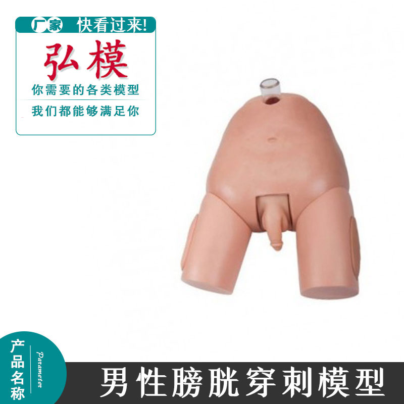 弘模 高级男性膀胱穿刺模型 导尿操作 解剖结构 骨性标志 导尿术