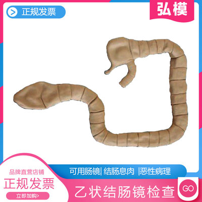 乙状结肠镜弘模肠镜检查模型