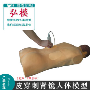 弘模高仿真超声X线引导经皮穿刺肾镜技能训练人体模型