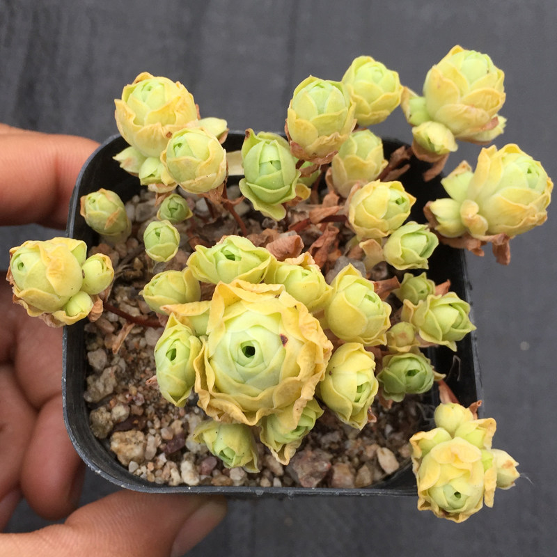 多肉植物山地玫瑰生石花桃蛋玉露可爱玫瑰老桩19元包邮在类目 鲜花速递/花卉仿真/绿植园艺, 花卉/绿植盆栽（新）, 多肉植物中 - 来自Buy2taobao.com提供专业的淘宝代购服务