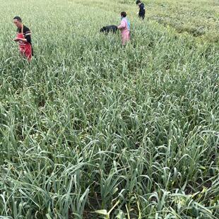 红瓦新鲜头茬蒜苔