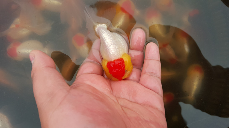 红顶虎头金鱼/发财鱼/冷水观赏鱼