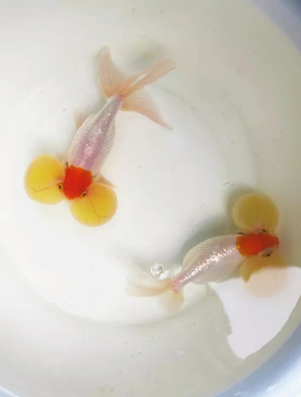 水泡金鱼/泡泡金鱼活体/冷水活体淡水观赏鱼