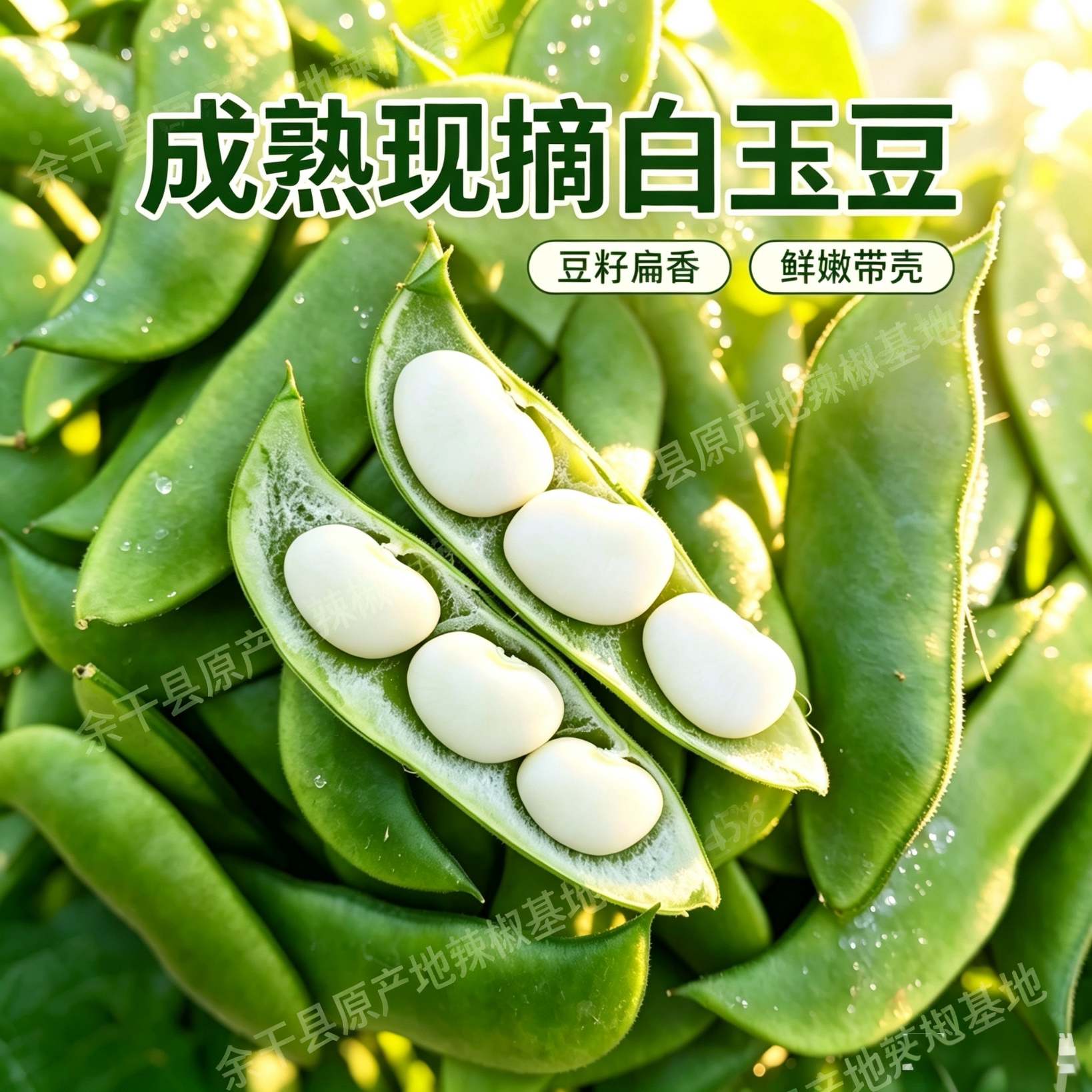 3斤白玉豆新鲜现摘 农家上饶特产洋扁豆带壳1斤白扁豆夹应季蔬菜