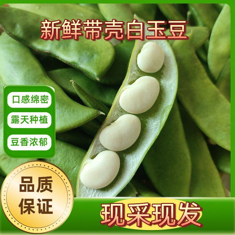 农家白玉豆新鲜现摘 农家上饶特产崇明洋扁豆带壳白扁豆夹