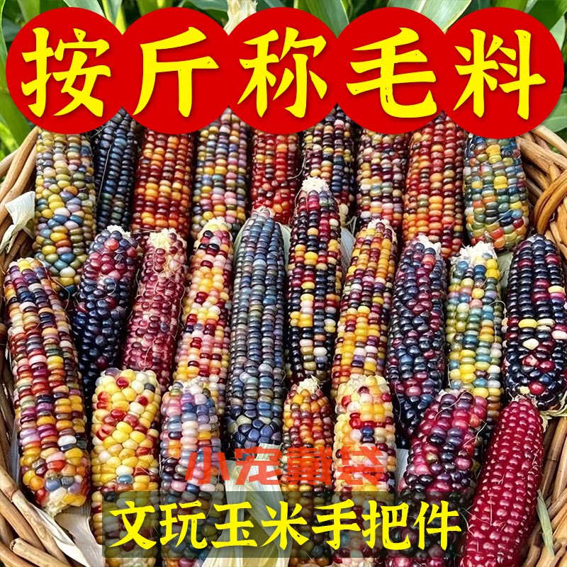 网红文玩玉米按斤出货天然彩色迷你玉米手把件居家观赏盘玩好物