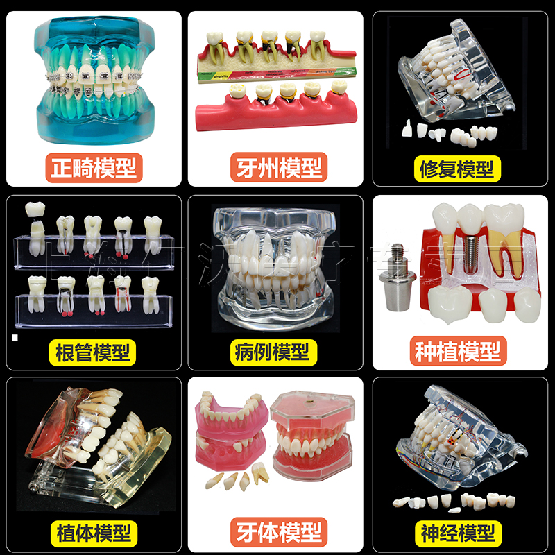 牙科牙齿模型口腔教学儿童牙模型齿科教具正畸种植牙医患沟通模型 美容美体仪器 其它口腔护理设备 原图主图
