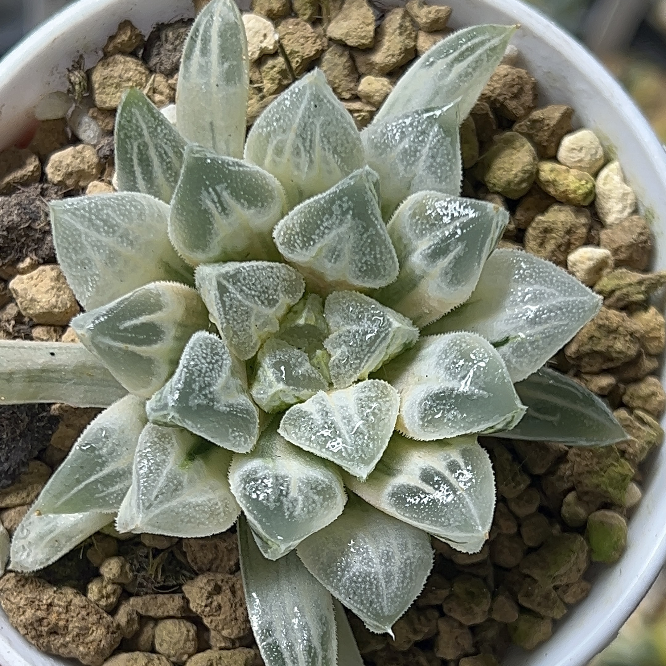 爱心寿锦糊斑 十二卷多肉植物一物一拍