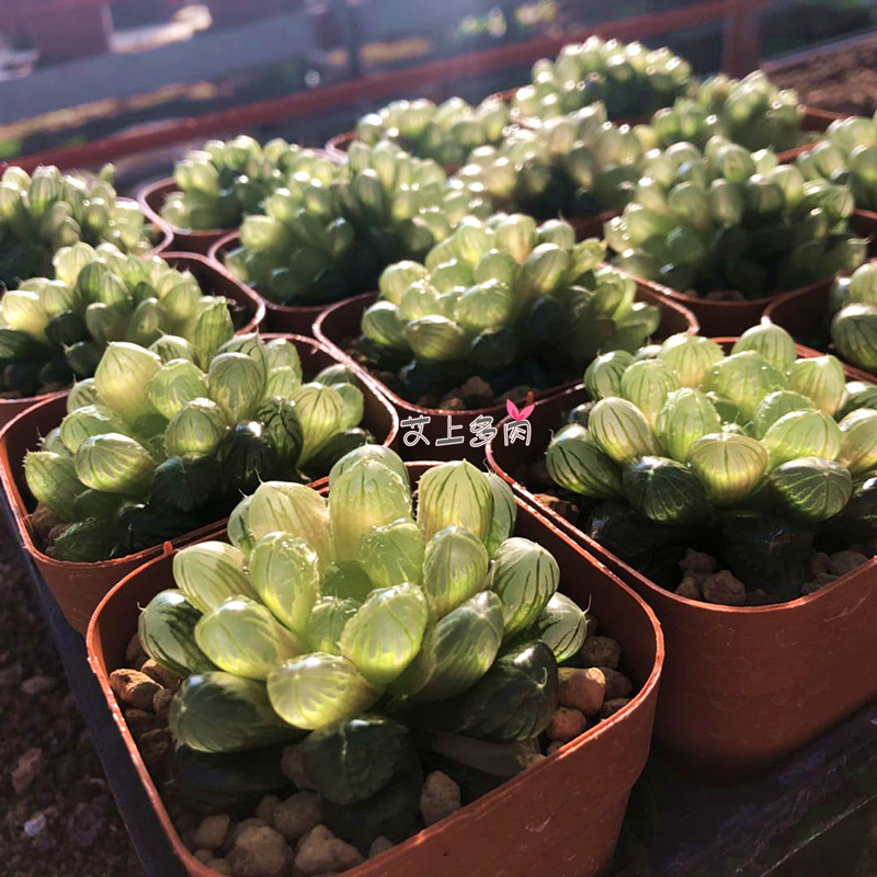 艾上多肉 琥珀玉露十二卷玉露多肉植物一物一拍满48元包邮