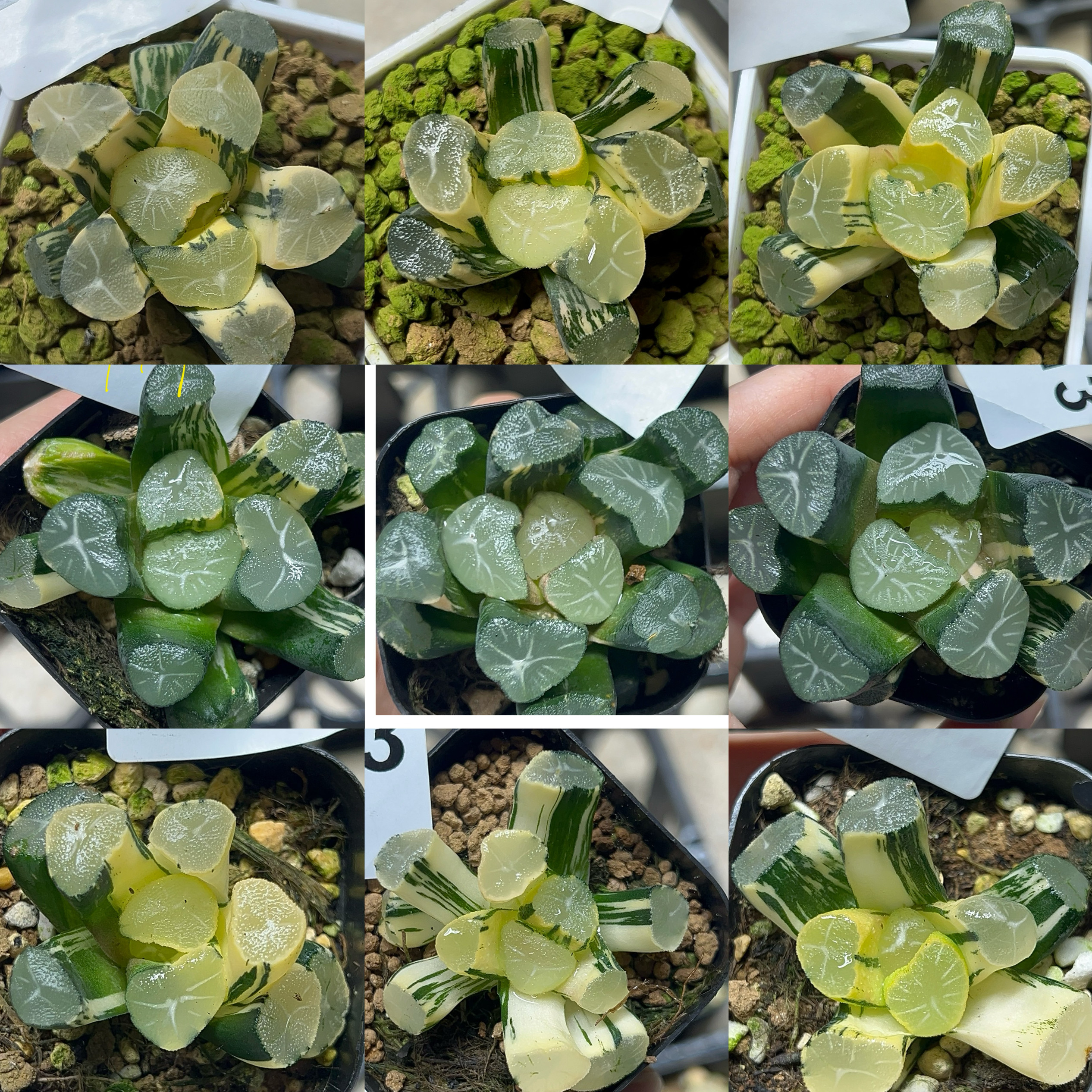 玉龙万象锦极上斑十二卷多肉植物多肉植物