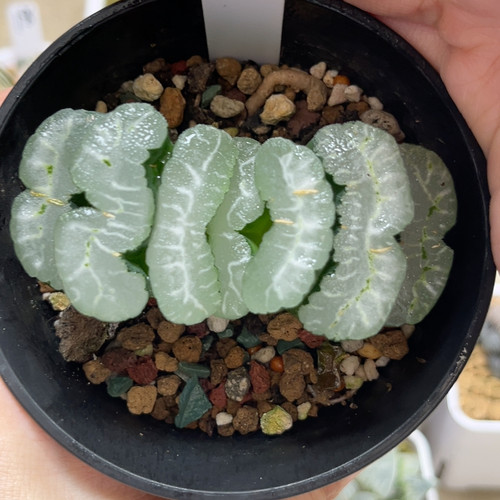 31茜富士玉扇