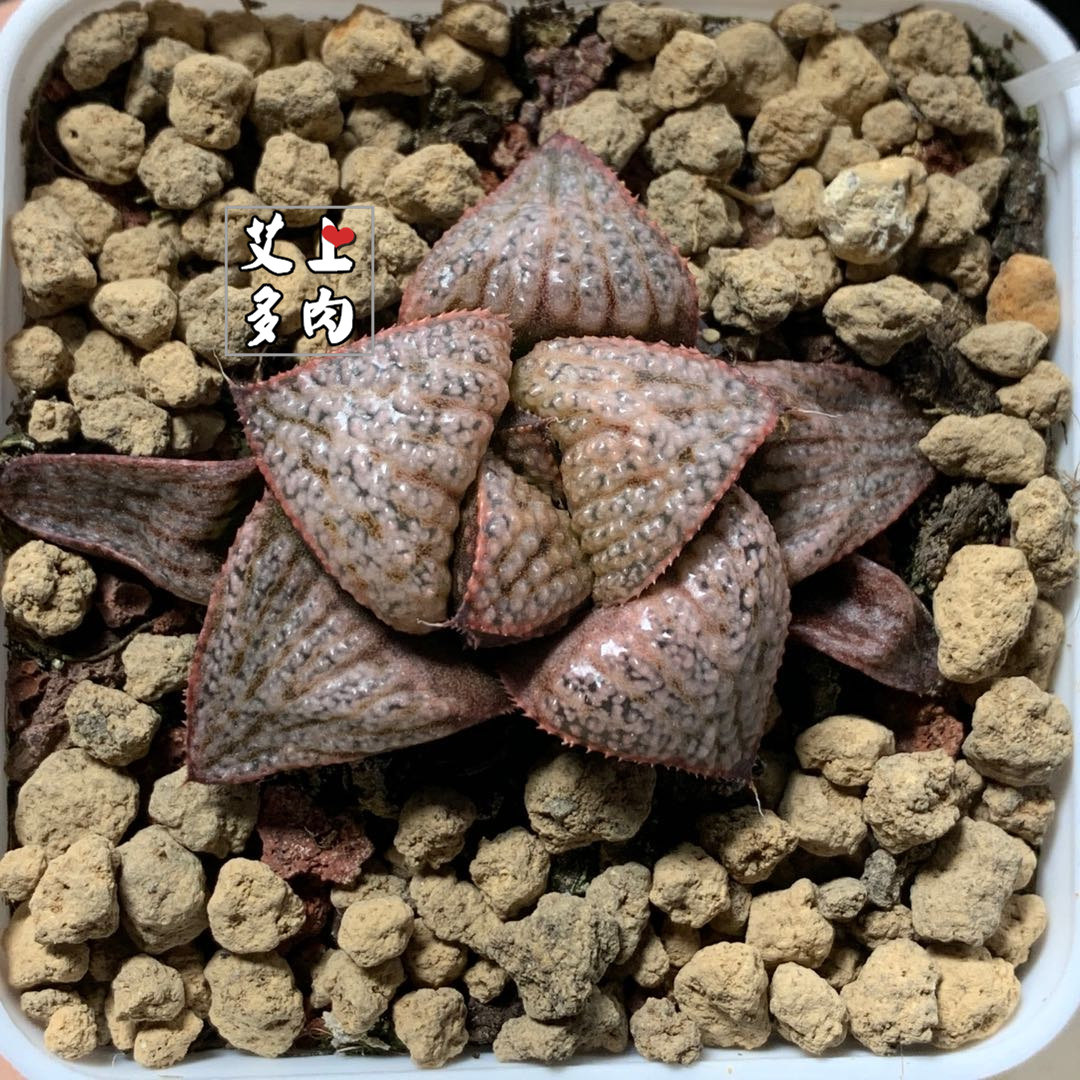 艾上多肉 泰姬陵青蟹 十二卷寿瓷白疣铭品青蟹 多肉植物一物一拍
