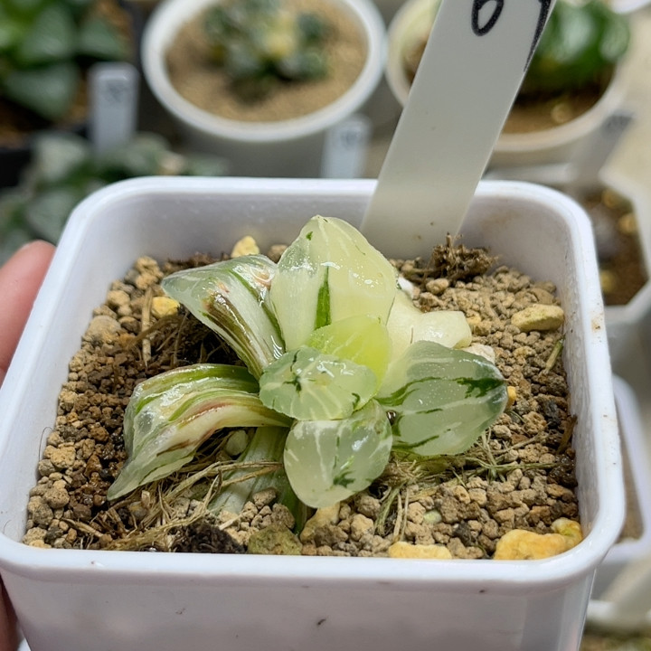 69冰城锦极上斑