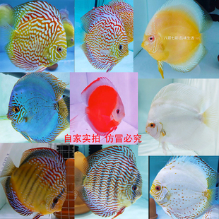 八哥七彩神仙鱼鱼苗野血德松红金白化黄金老虎狗热带鱼小型观赏鱼