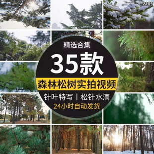 松树松针水滴特写树林森林积雪针叶林自然景色高清实拍短视频素材
