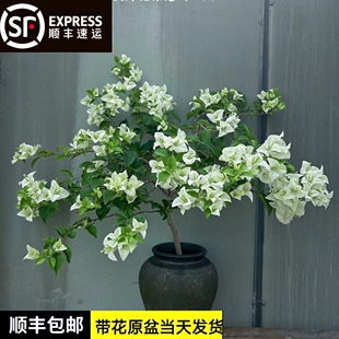 白雪公主三角梅牙买加白带花发货勤花小清新盆栽大苗老桩包活庭院