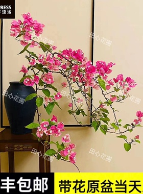 漳红樱三角梅百变红樱阳台庭院绿植景观盆栽带花发货四季爬藤老桩