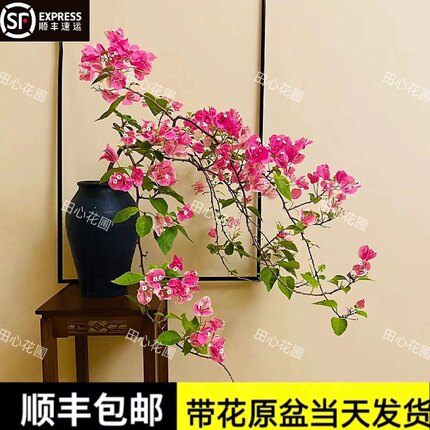 漳红樱三角梅百变红樱阳台庭院绿植景观盆栽带花发货四季爬藤老桩