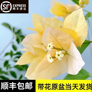 苏瓦娜三角梅四季勤花爬藤扦插阳台庭院景观盆栽易活带花淡黄色