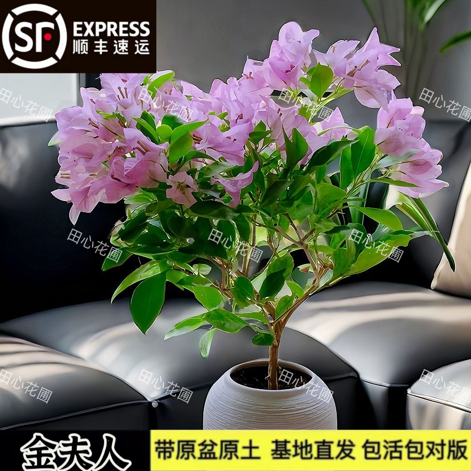 金夫人三角梅勤花爬藤原生