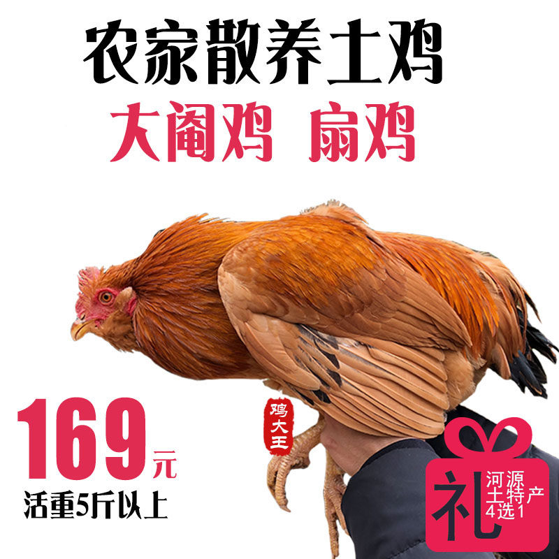 阉鸡太监鸡 正宗农村放养土鸡大公鸡 熟鸡线鸡农家自养阉割扇鸡