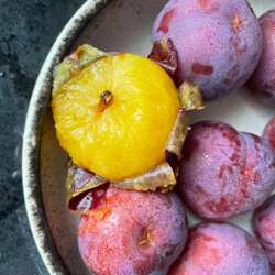 槜李树苗 带盆带土 桐乡槜李苗 古代贡品