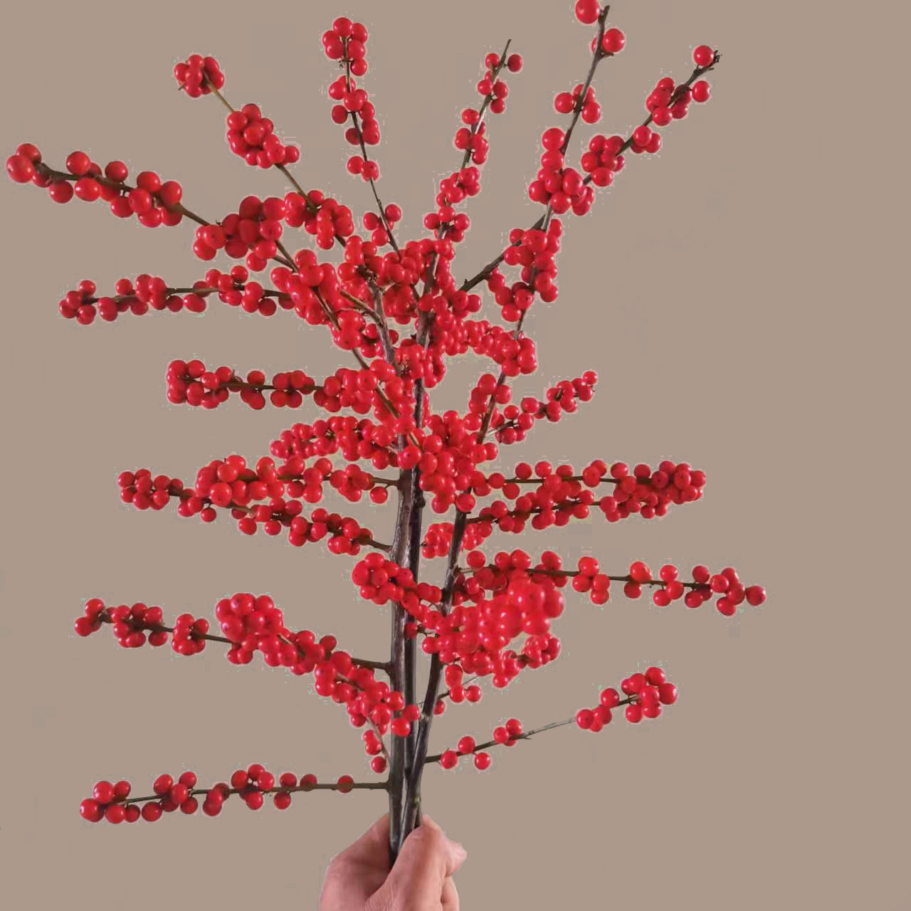 北美冬青鲜切枝北美冬青鲜切花进口品种奥斯特红果年宵花瓶插花卉