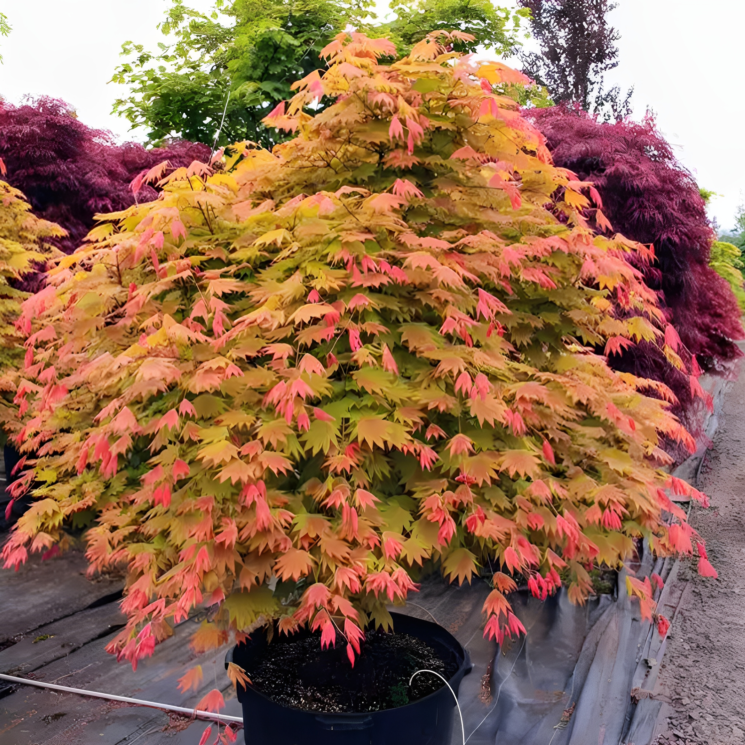 团扇羽日本红枫多彩月升树苗盆栽