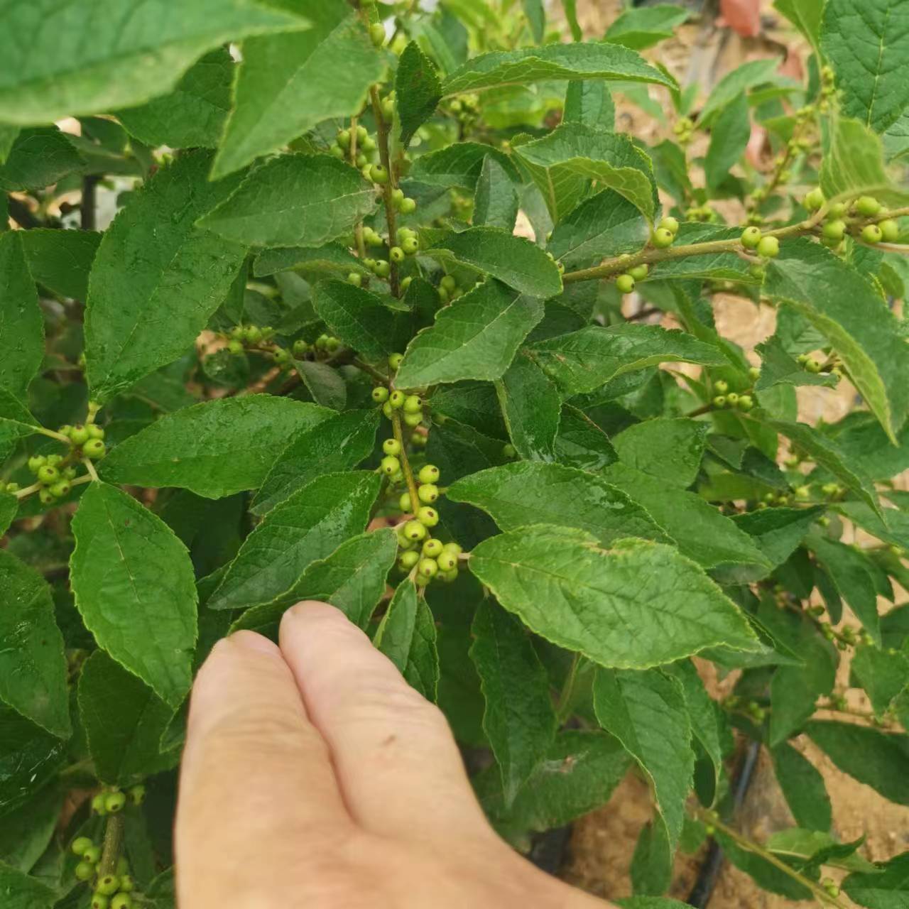 北美冬青盆栽树苗基地直销